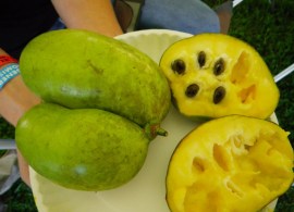 20130211091752_pawpaw4_petit_2cb07584-73fb-4fdb-b34c-8a07642f9c8c — kopiya8